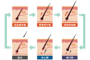 毛周期の図解